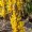 Cistanche