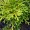 Club Moss