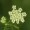Cnidium