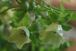 Codonopsis