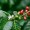 Coffee Beans, Green