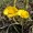 Coltsfoot