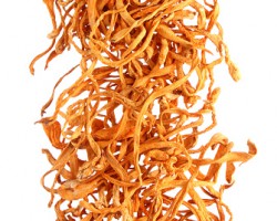 Cordyceps Mushroom