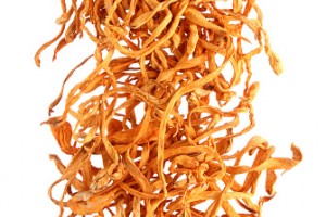 Cordyceps Mushroom
