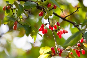 Cornelian Cherry