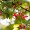 Cornelian Cherry