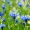 Cornflowers