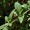 Costmary