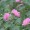 Cotton Rose