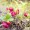 Cowberry