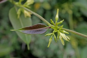 Cryptolepis