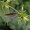 Cryptolepis
