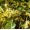 Cuscuta