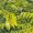 Curry Tree