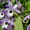 Dendrobium