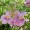 Desert Willow 