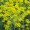 Dill