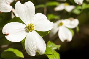 Dogwood, American