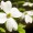 Dogwood, American