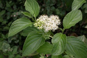 Dogwood, Red Osier