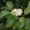 Dogwood, Red Osier