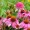 Echinacea Angustifolia