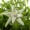 Edelweiss 