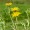 Elecampane