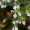 Eyebright