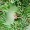 Fir Needles