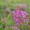 Fireweed