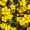Cinquefoil