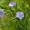 Flax
