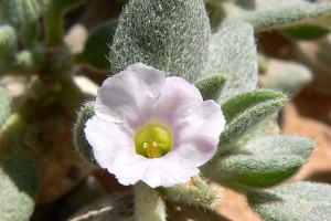 Flor De Arena