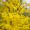 Forsythia