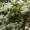 Fringe Tree