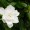 Cape Jasmine