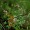 Germander