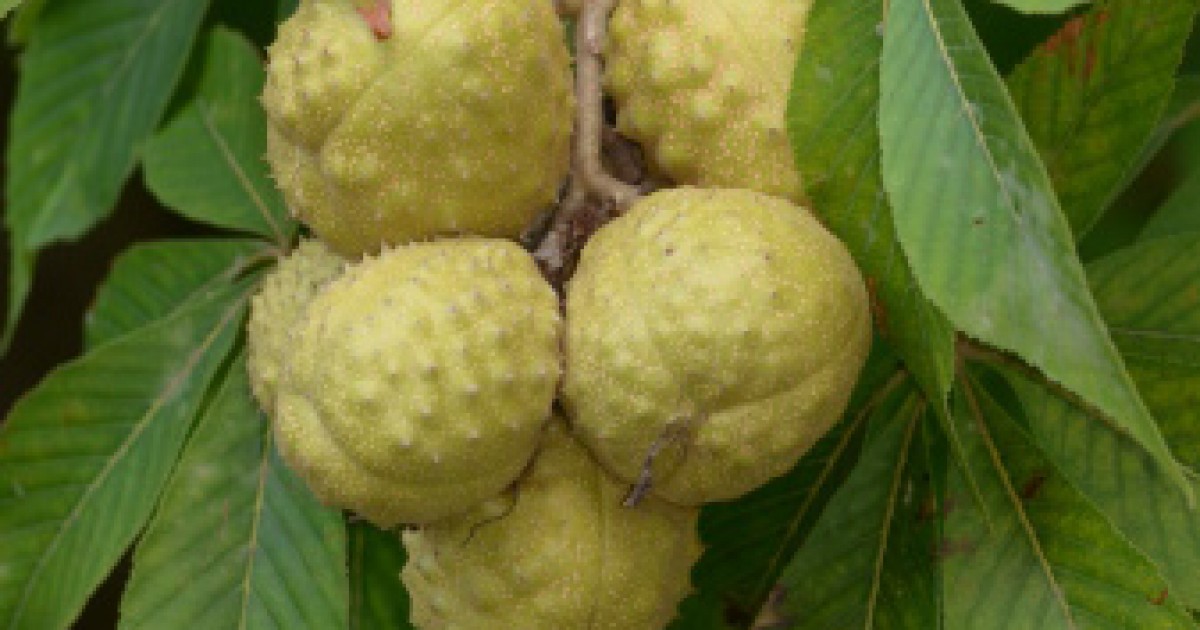 Glabrous Chestnut