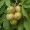 Buckeye Tree