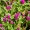 Globe Amaranth