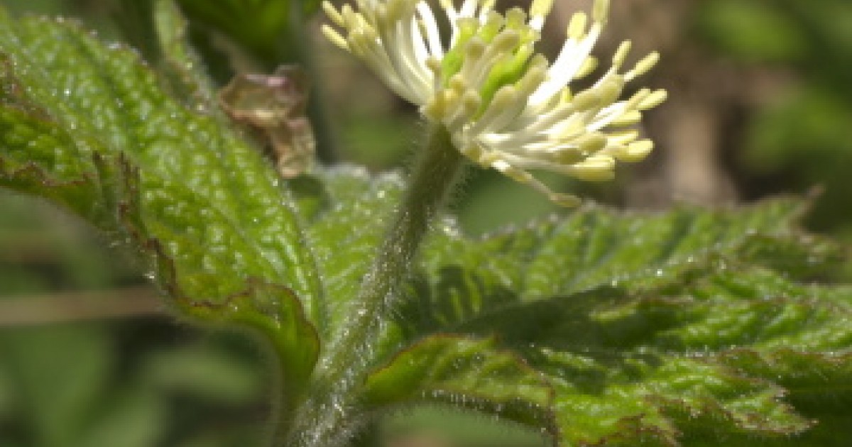 Goldenseal (Root,leaf), Hydrastis canadensis - Top Quality Herbs