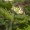 Goldenseal