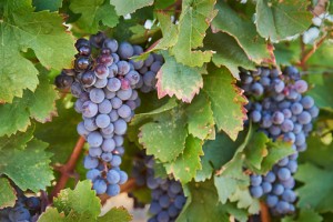 Grape