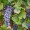 Grape