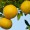 Grapefruit