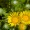 Grindelia