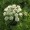 Ground Elder