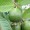 Guava