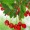 Hawthorn